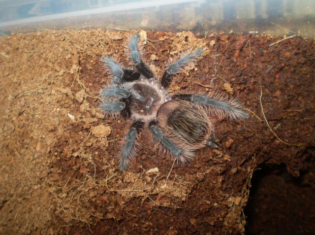 B. albopilosum