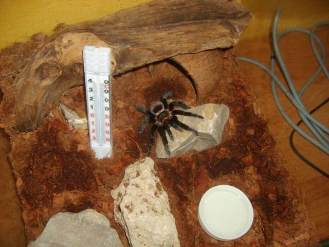 B. vagans 2