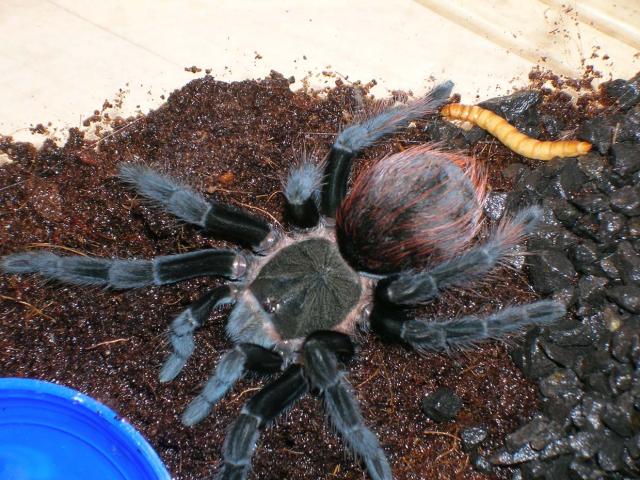 b.vagans