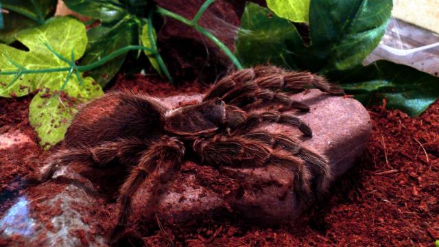 G. rosea
