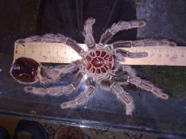 Lasiodora parahybana