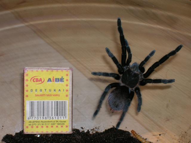 b.vagans wardu coma :D