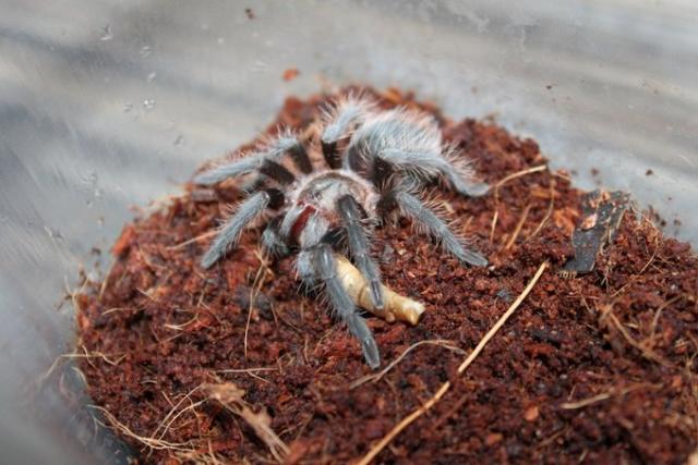 B.Albopilosum