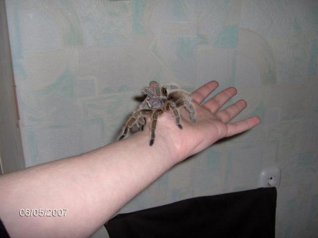 G.Rosea