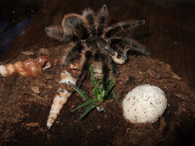 Brachypelma albopilosum