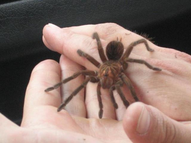 Pamphobeteus sp.