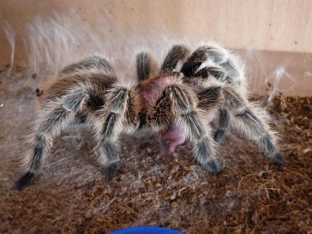 G. rosea išnara