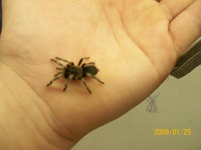 B.smithi