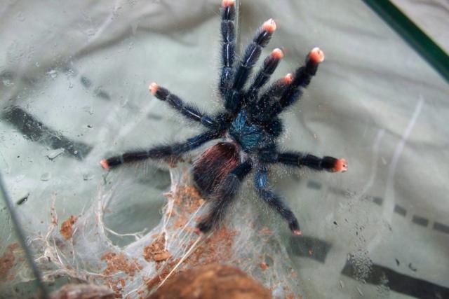A. metallica