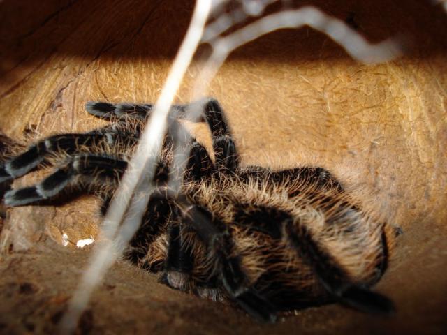Brachypelma Albopilosum