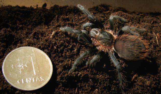 b.vagans