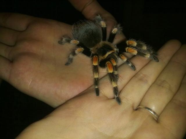 B.smithi