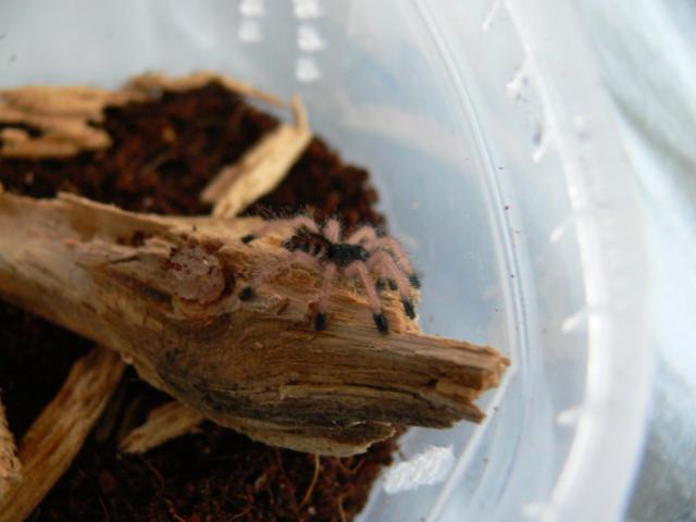 Avicularia metallica 