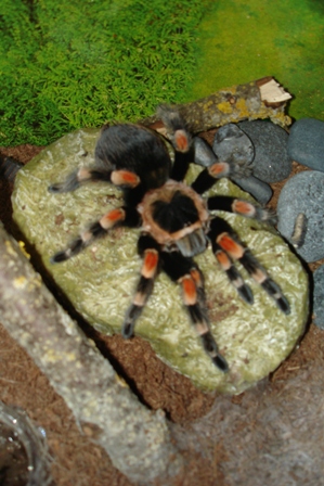 Brachipelma smithi ;]