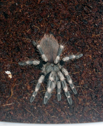 N.Chromatus'as