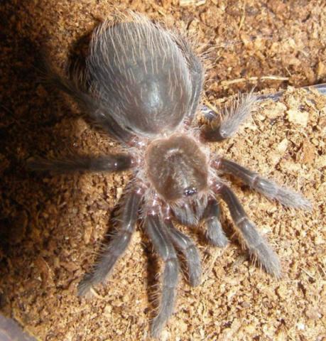 B. albopilosum