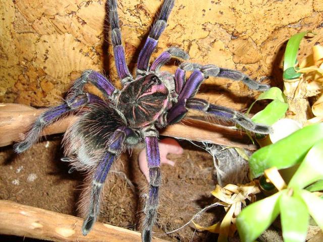Pamphobeteus sp.