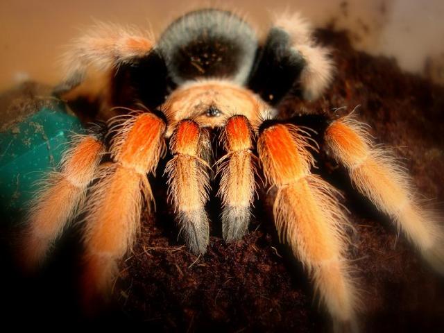 B. boehmei