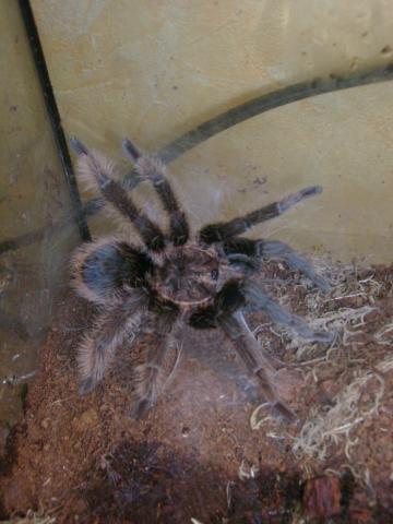 B. albopilosum