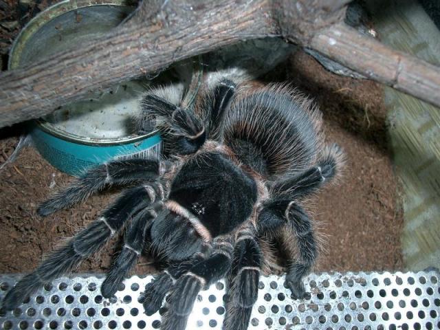 L. parahybana