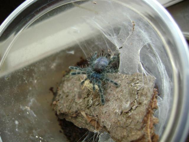 Versicolor'as