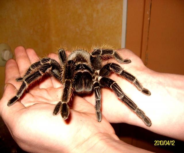 Lasiodora parahybana