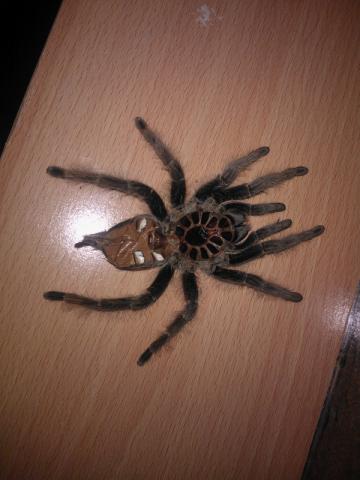 B.Albopilosum