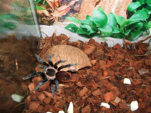 B. vagans