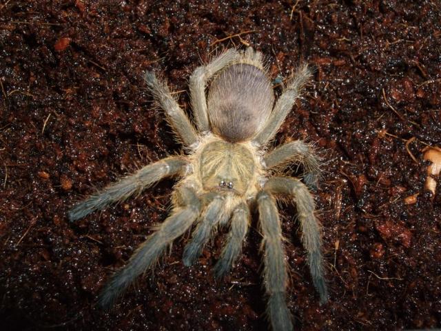Chilobrachys dyscolus 