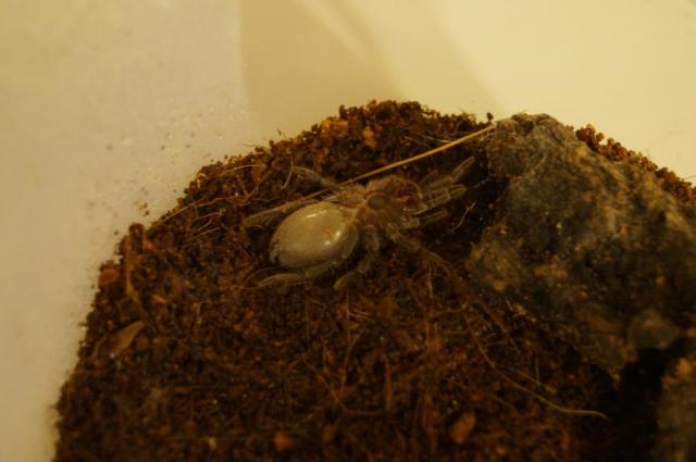 Brachypelma vagans