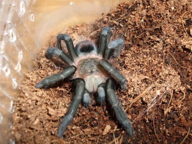B. vagans