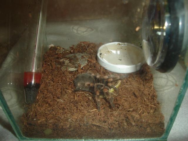 ziogas vs smithi