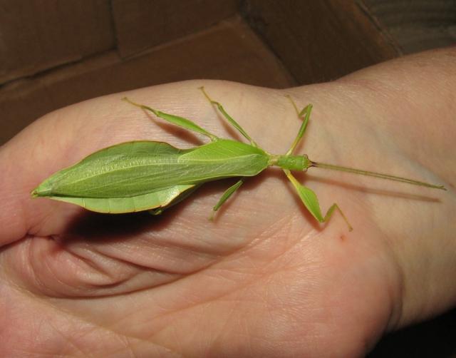 Phyllium sp.