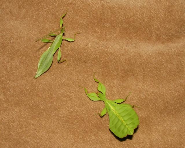 Phyllium sp. gyvalapės