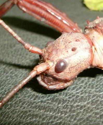 Eurycantha calcarata