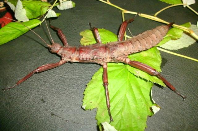 Eurycantha calcarata