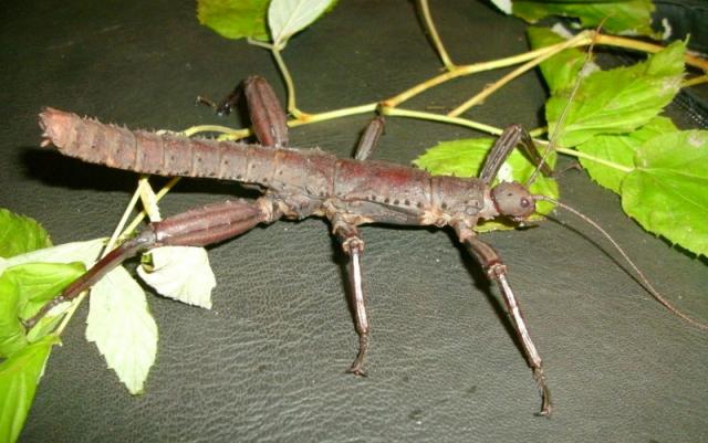 Eurycantha calcarata