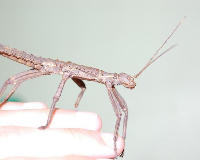 Eurycantha calcarata