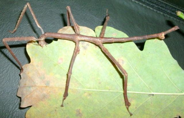 Tirachoidea cantori