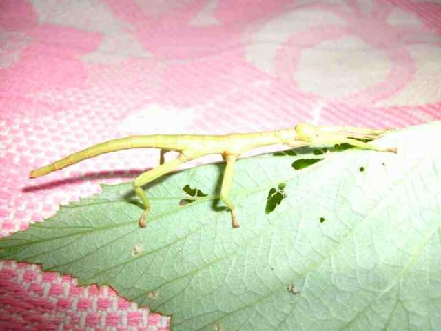 Diapharodes