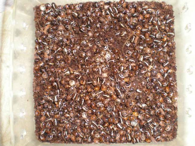 Extatosoma tiaratum eggs
