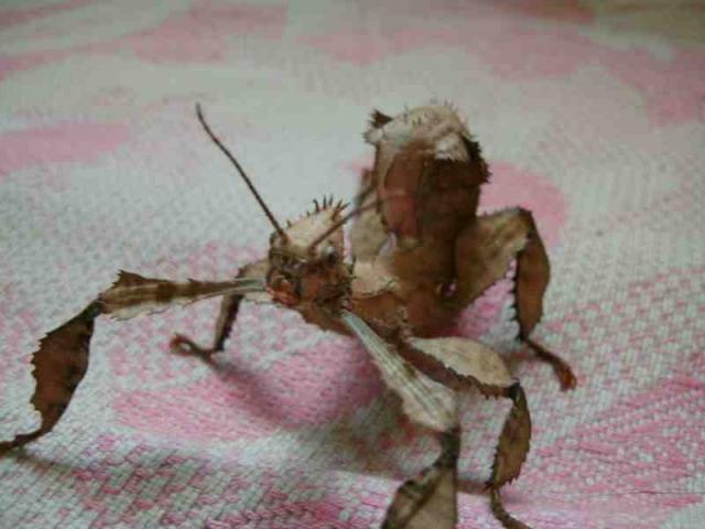 Extatosoma