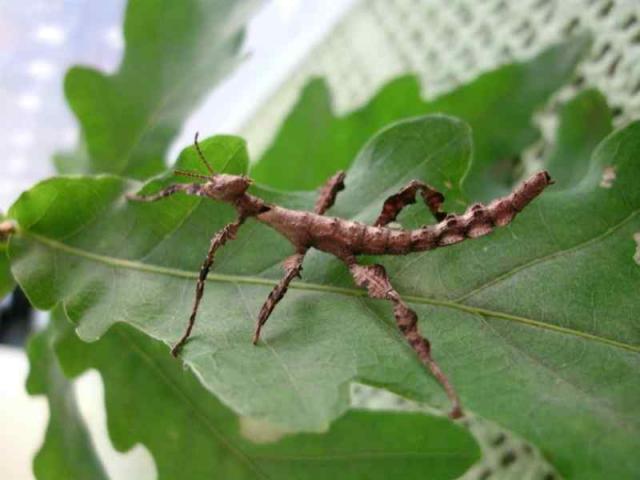 Extatosoma tiaratum