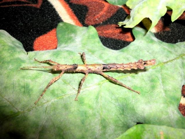 Lamponius guerini