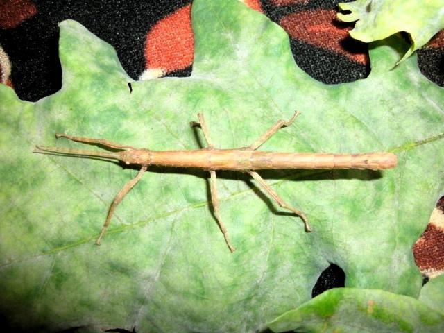 Lamponius guerini