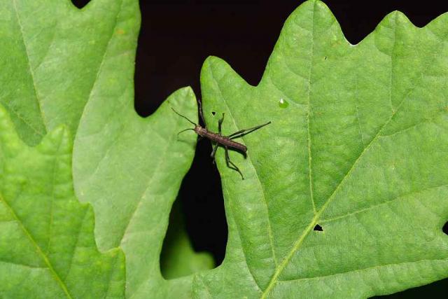 Peruphasma schultei