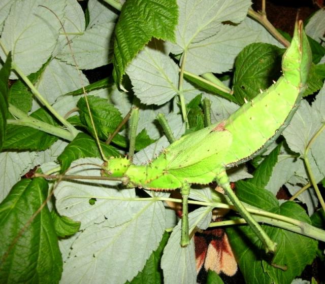 Heteropterix dilitata