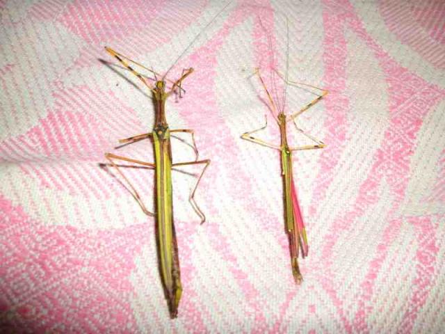 Ligustrine