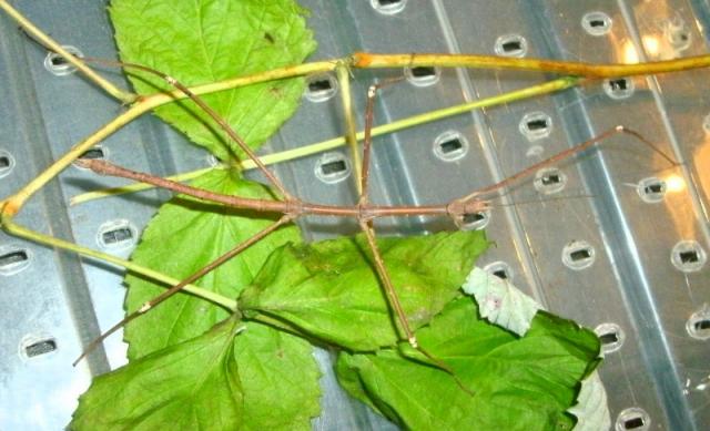Medauroidea extradentata 