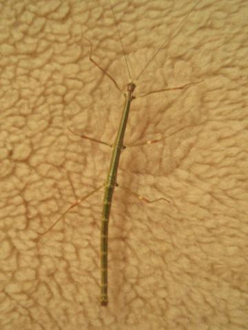 Lonchodiodes sp. "Negros"